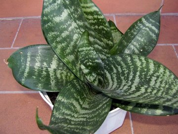 Sansevieria trifasciata 'Hahnii'